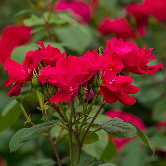 Red Freedom Shrub Rose Dormant Bare Root Starter Plant (1-Pack)