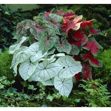 Van Zyverden Caladiums Fancy Leaf Mixed Set of 6 Bulbs Multicolor Full Shade