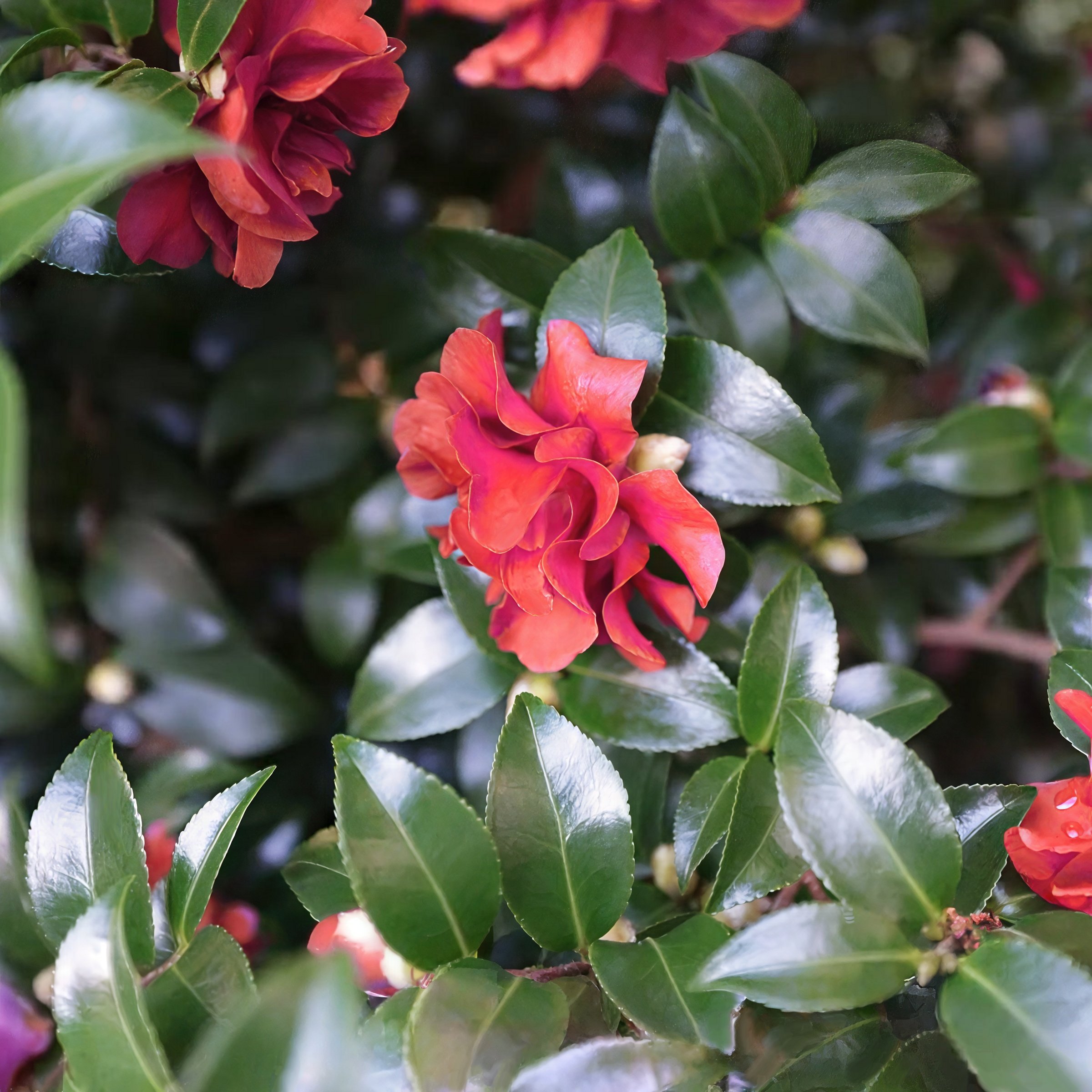 National Plant Network 3 gal. Camellia Sasanqua October Magic Ruby Shrub