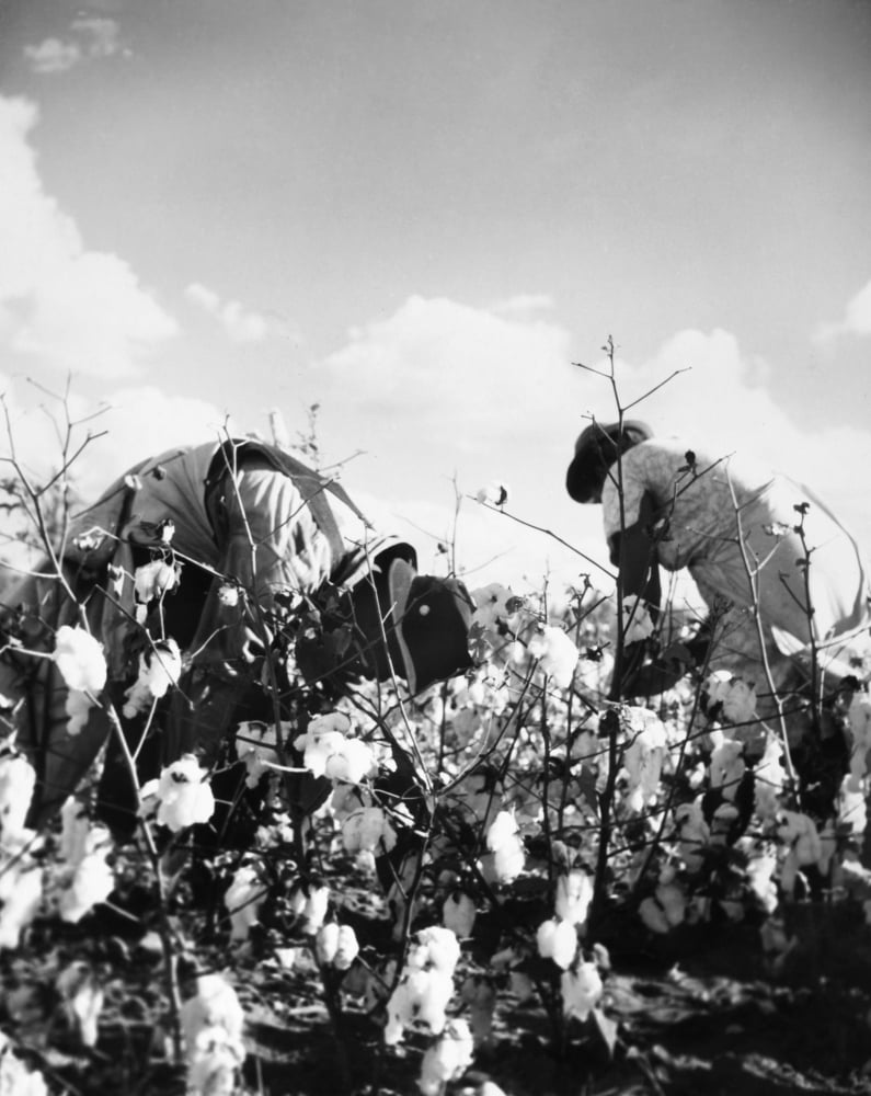 Cotton Picking. Ntwo Cotton Pickers On A Plantation In The American