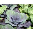 thumbnail image 2 of Sunutri Seeds Cabbage Bok Choy Heirloom Vegetable Seeds Variety Pack for Gardening and Planting, 2 of 7