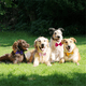 thumbnail image 5 of Collar de perro floreado, suave y cómodo, collar de perro ajustable para niña,, 5 of 5