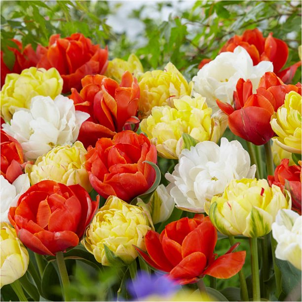 Bloomsz Double Late Tulip Mix Flower Bulb, 8Pack