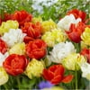 Bloomsz Double Late Tulip Mix Flower Bulb, 8-Pack