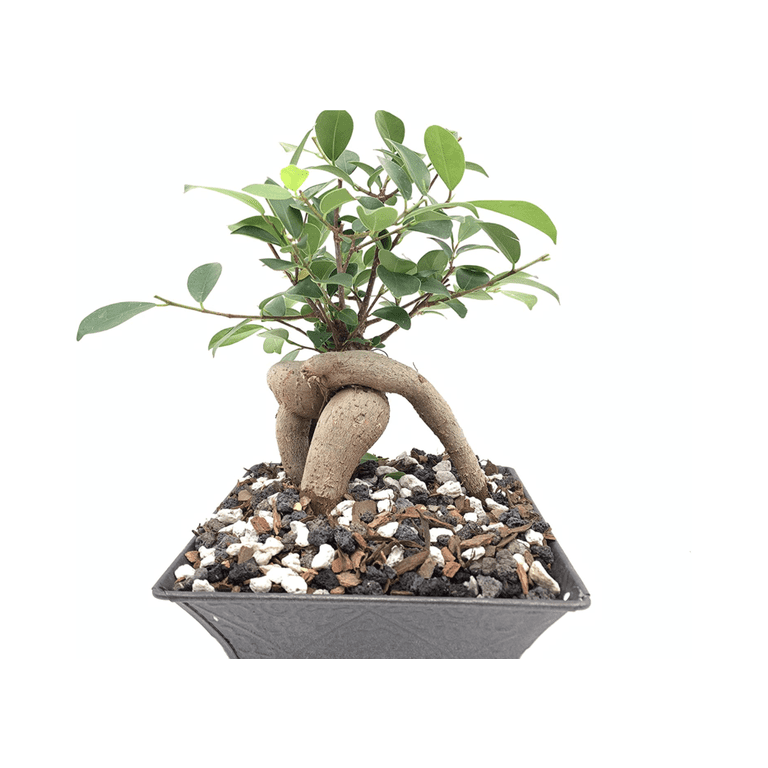 The Bonsai Supply Bonsai Soil Mix 20-Quart All-purpose Bonsai Soil | Bonsai Soil 20 QT