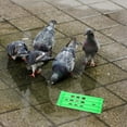 thumbnail image 4 of BRIGHTFUFU 2Set Pigeon Band Holder Plastic Green for Organized Racing Supplies, 4 of 4