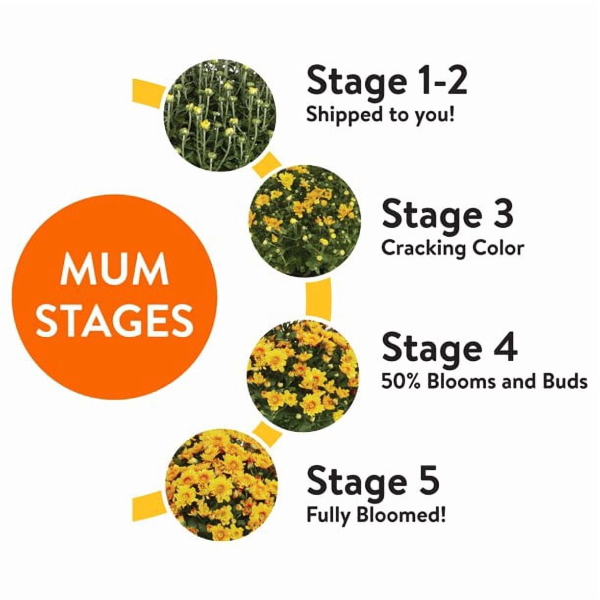 Expert Gardener 3qt Orange Mum in 7" Jack-O-Lantern Planter (1-pack), Fall Decor