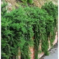 thumbnail image 2 of Creeping Rosemary Plant - Creeping/Trailing - Outstanding for Culinary - 4" Pot, 2 of 2