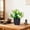 White-Free Size/WH, variant on Artificial Desktop Green Bonsai 6.69In Multi Color Dense Floral Form Zero Maintenance Need Compact Space Saving Outline for Home Office Desktop Windowsill Bookshelf Photo Prop Scene Decor