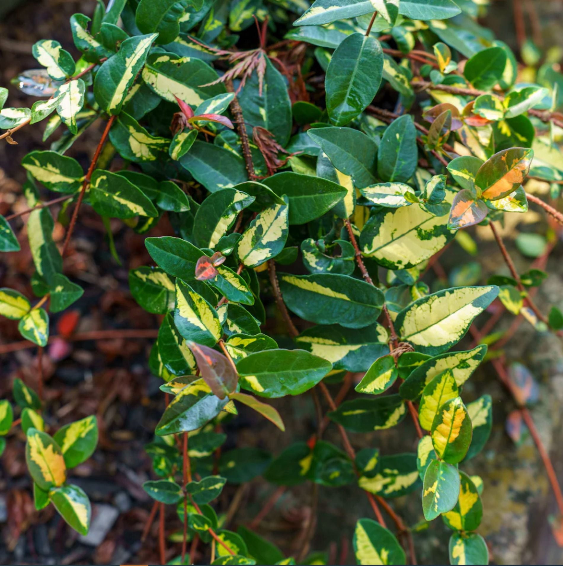 Summer Sunset Jasmine Plant Live for Planting, Trachelospermum Asiaticum - Colorful Groundcover Vine, 3-5 Inch Tall