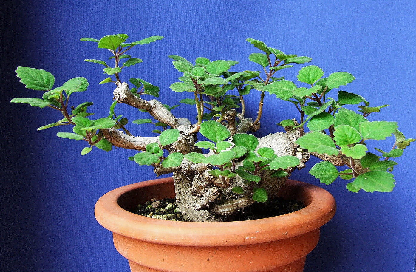 Zen Buddha Swedish Ivy - Plectranthus ernstii - 2.5" Pot - House Plant or  Bonsai - Walmart.com