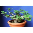 thumbnail image 2 of Zen Buddha Swedish Ivy - Plectranthus ernstii - 2.5" Pot - House Plant or Bonsai, 2 of 4