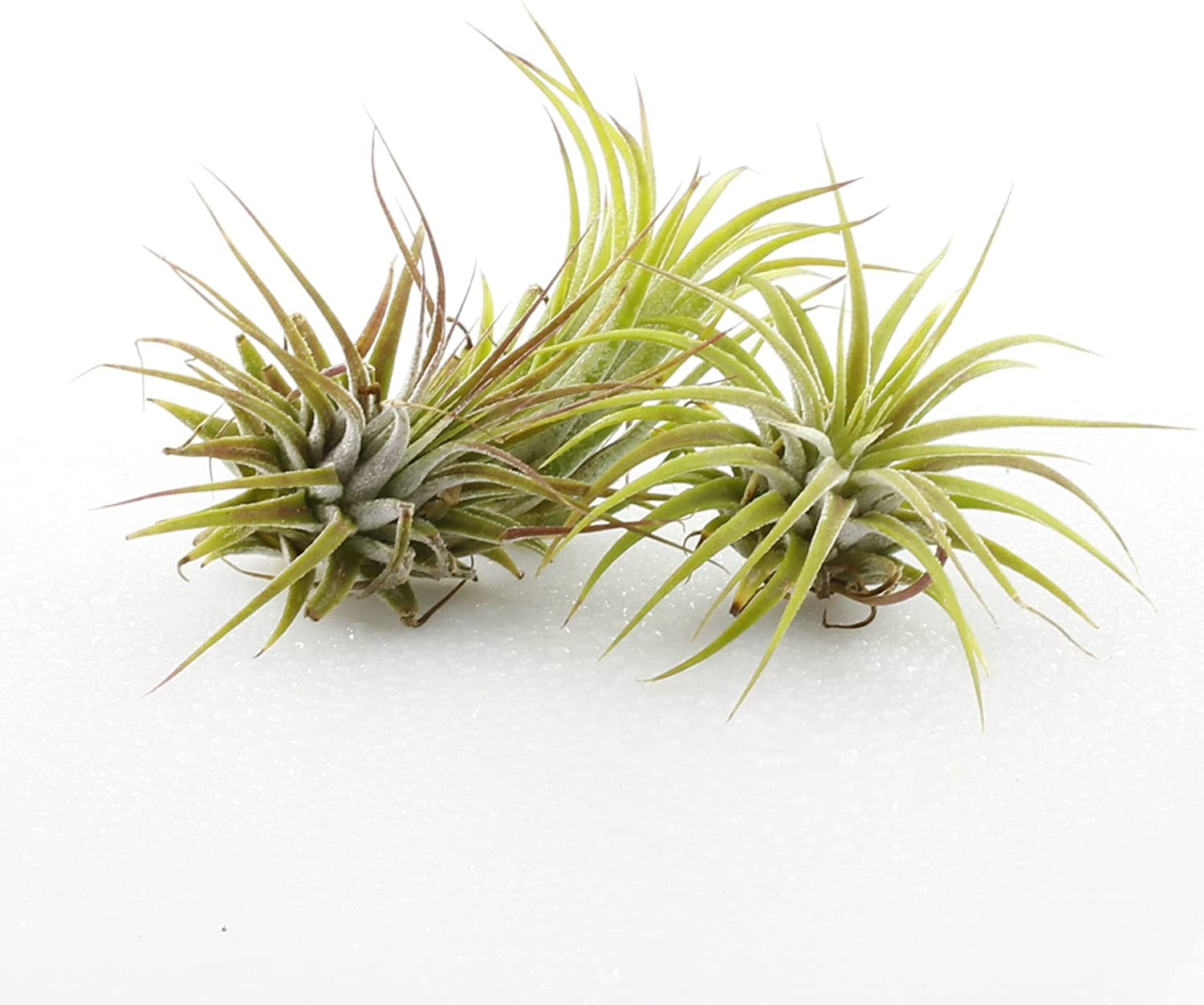 Live 2-3' Tillandsia Ionantha Air Plants 3 Pack - Live Indoor Plants