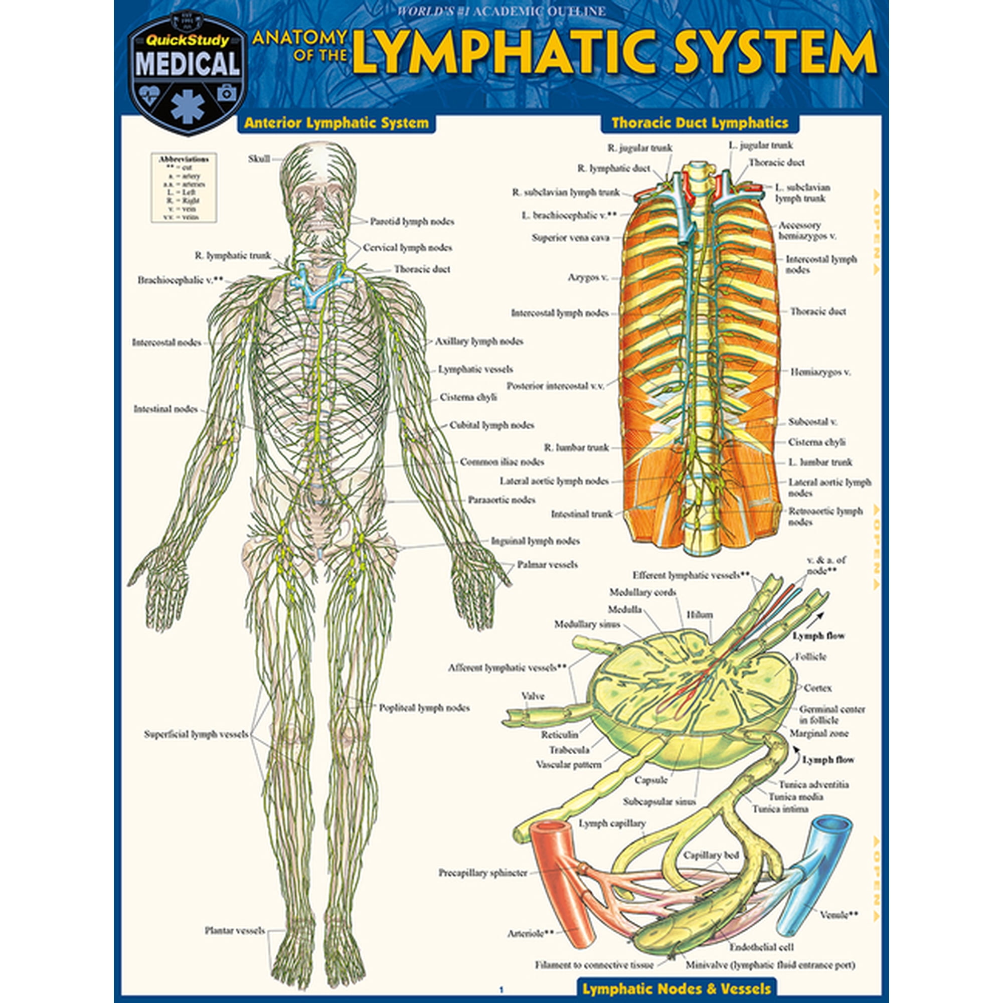 Anatomy of the Lymphatic System: A Quickstudy Laminated Reference Guide, (Paperback)