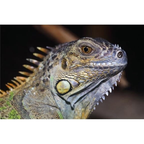 Green Iguana Poster Print