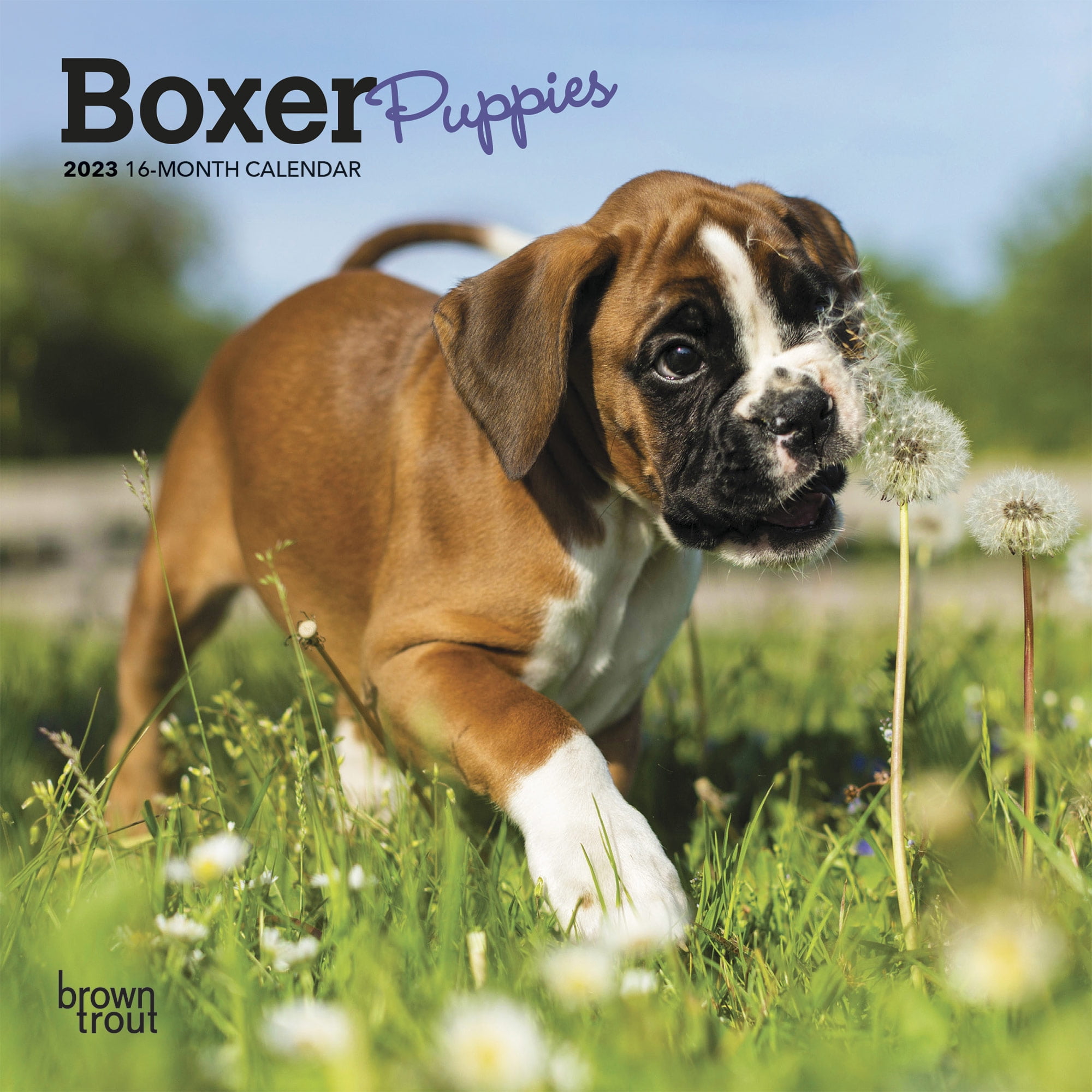 Boxer Puppies 2025 7x14" (Hanging) Monthly Mini Wall Calendar