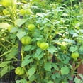 thumbnail image 2 of TomorrowSeeds - Grande Rio Verde Tomatillo Seeds - 400+ Count - For 2026 Planting Green Mexican Husk, 2 of 11