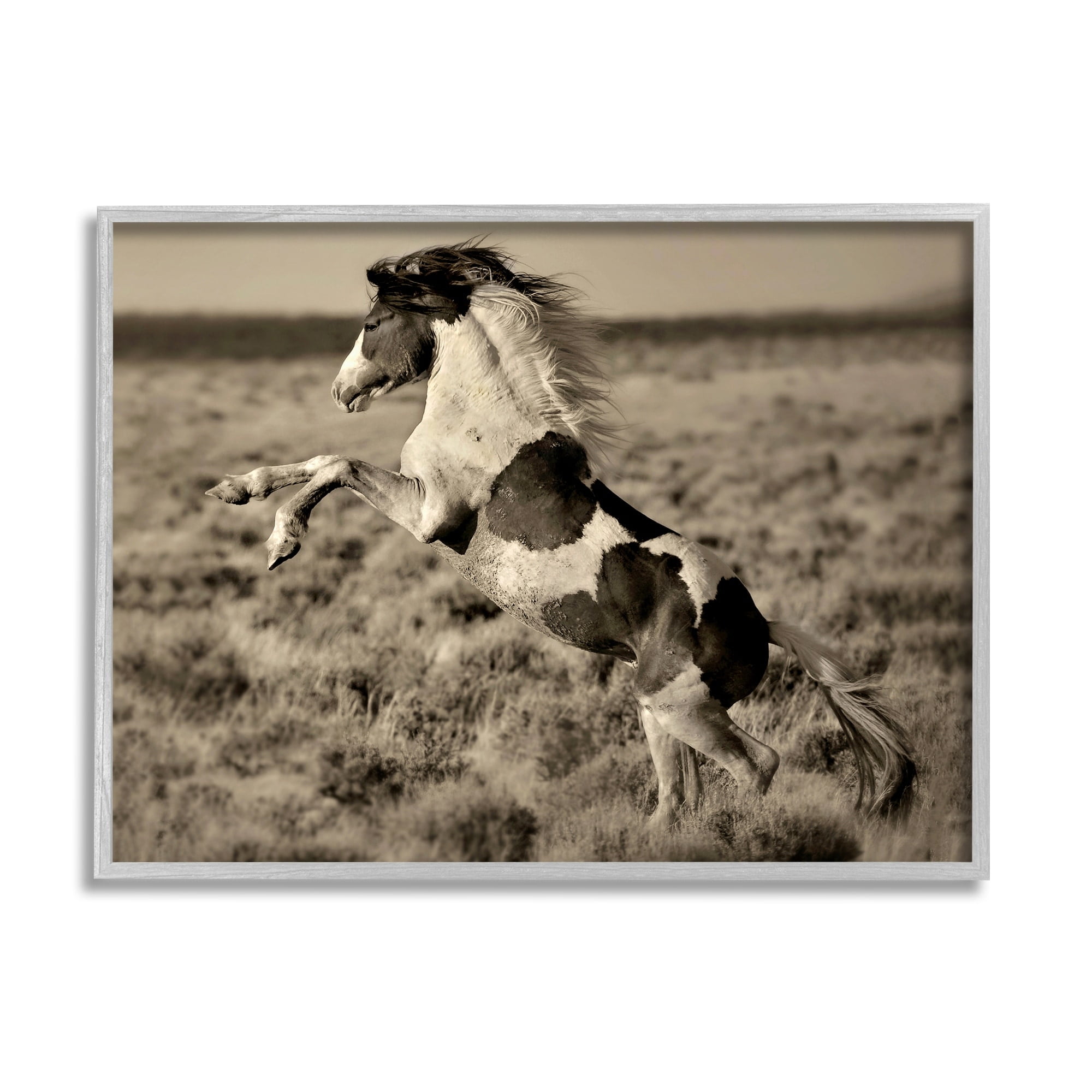 Stupell Industries Rearing Spotted Horse Rural Countryside Field Photography Photograph Gray Framed Art Print Wall Art, Design by Lisa Dearing