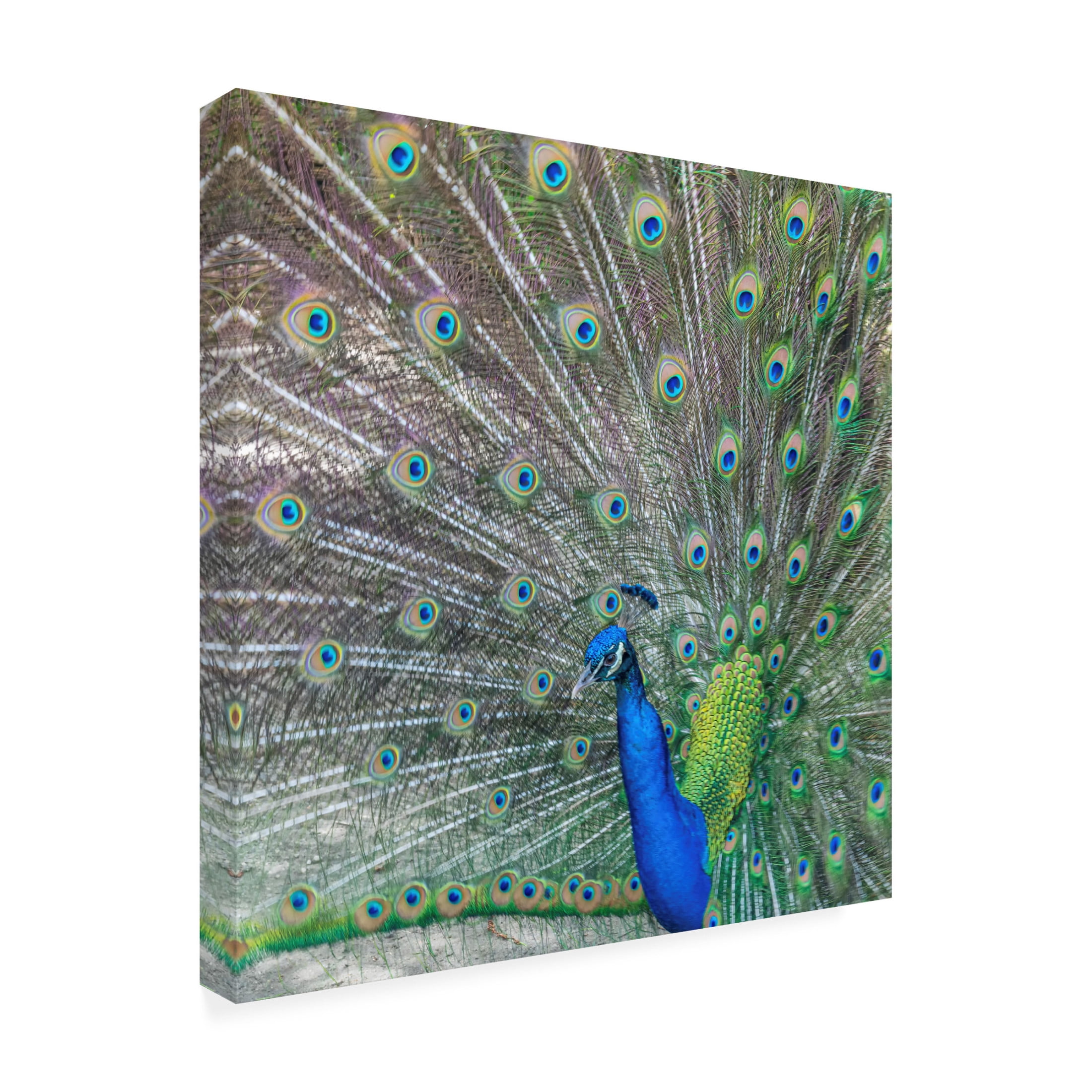 Canvas Wall Art - Danny Head 'Proud' Wall Art for Living Room, Bedroom, or Office Décor by Trademark Fine Art - 35 x 35 Inches