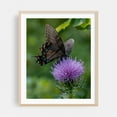 thumbnail image 2 of Butterfly and Thistle in the Virginia Mountains - Virginia Photography Butterfly Nature Insect Floral Wildlife Scenic Botanical Unframed Wall Art Print 24 x 32 inches, 2 of 13