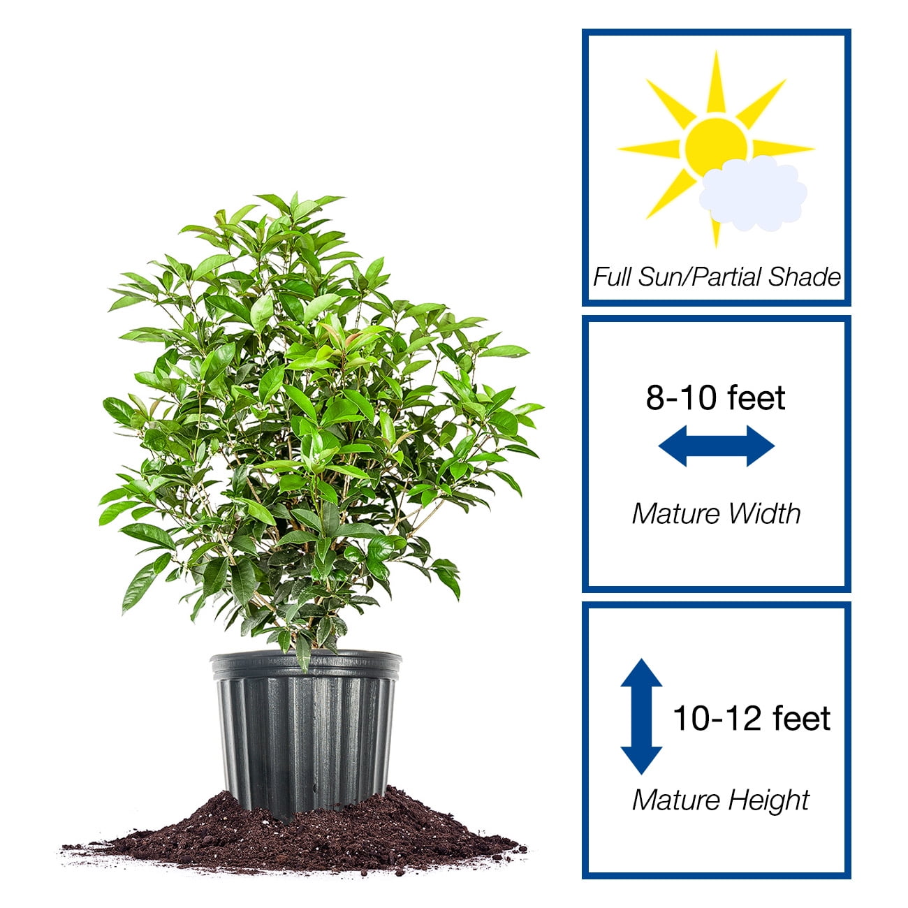 Perfect Plants Tea Olive Live Plant, 1 gallon, Includes Care Guide