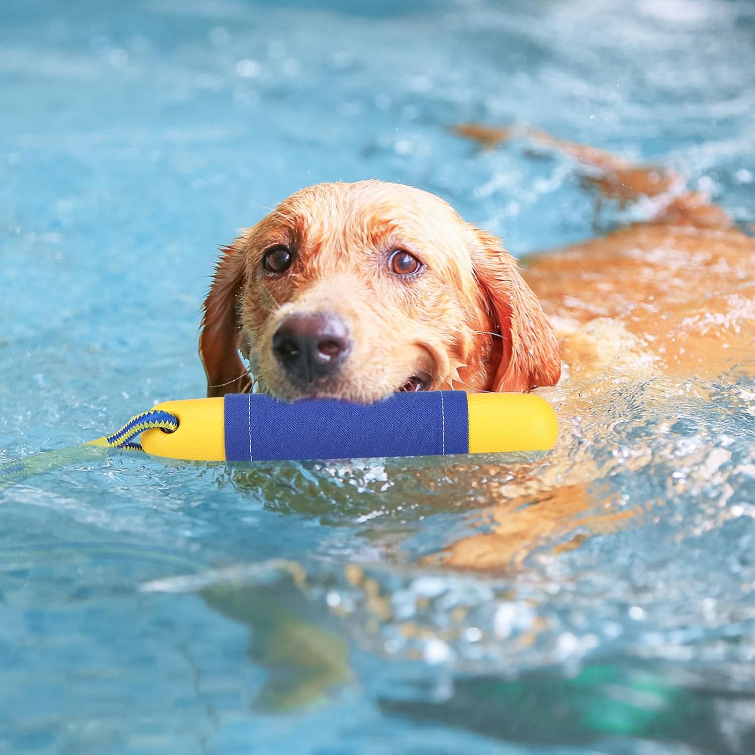 Dog Pool Floating Toys Interactive Water Retrieving Toy Outdoor Beach Yard Training Fetch Bumpers for Summer 2 Pack