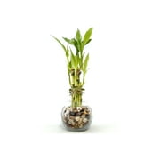 Indoor Live Plants - 6 stalks of lucky bamboo arrangements in a 3.25"H x 4"W round clear glass vase. US seller, 2 days fast shipping.