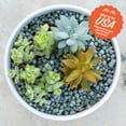 thumbnail image 3 of ARQLITE Smart Gravel - Eco Friendly Plant Drainage for Healthy Roots | Cactus, Succulents, Small Pots (1 Gal, Mini Size Bag), 3 of 8