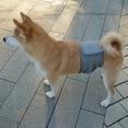 thumbnail image 5 of Male Dog Diapers, High Absorbing Dog Belly Bands for Male Dogs, Washable Reusable Dog Males Wraps, 5 of 8