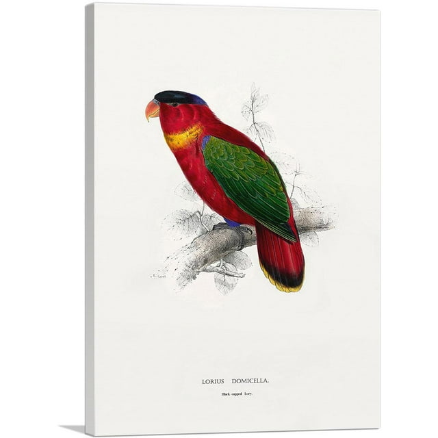 ARTCANVAS Black-Capped Lory Canvas Art Print by Edward Lear - Size: 12" x 8" (0.75" Deep)