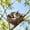 Realistic Artificial Sparrows Under $5 a3, variant on Fufafayo 2PCS Artificial Sparrows Clip On Birds Rattan Nests Eggs Realistic Fake Sparrows Ornaments for Tree Wreath Yard Patio Garden Home Decor