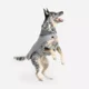 thumbnail image 4 of Chaleco Epernay Gris Para Perro Marca Mes Amis, 4 of 5