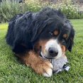 thumbnail image 4 of Furry Friends Plush Dog Toy, 4 of 4