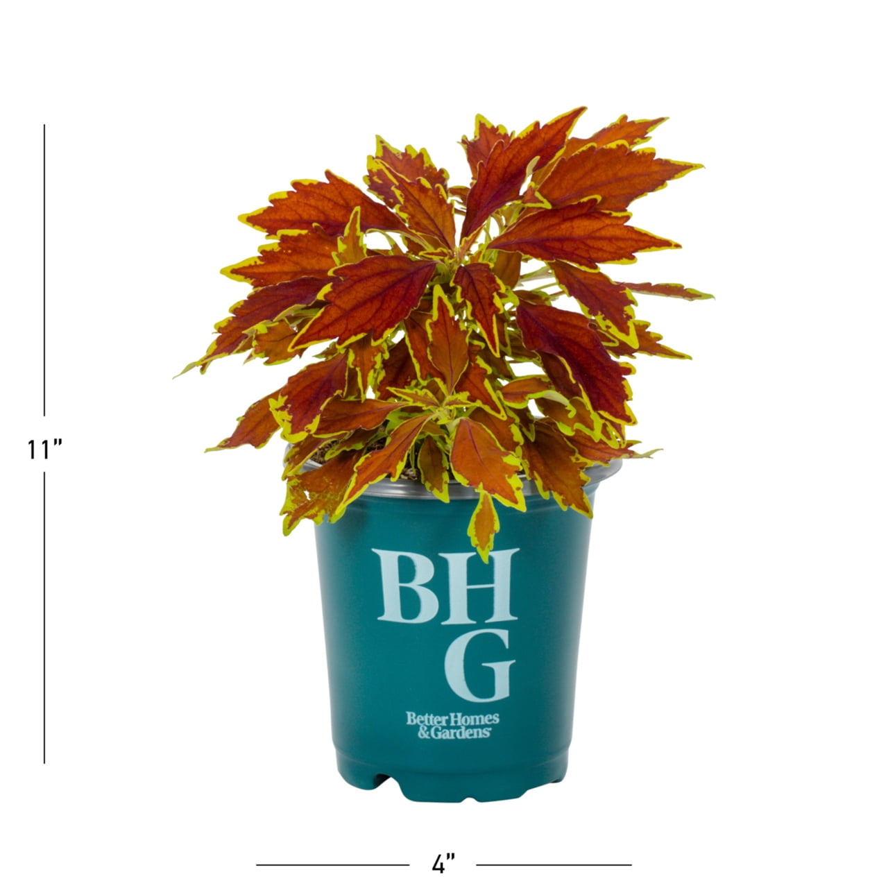 Better Homes & Gardens 1PT Multicolor Coleus Live Annual Plant Sun
