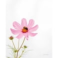 thumbnail image 3 of Van Swearingen, Debra 15x18 Black Modern Framed Museum Art Print Titled - Pale Cosmos II, 3 of 5