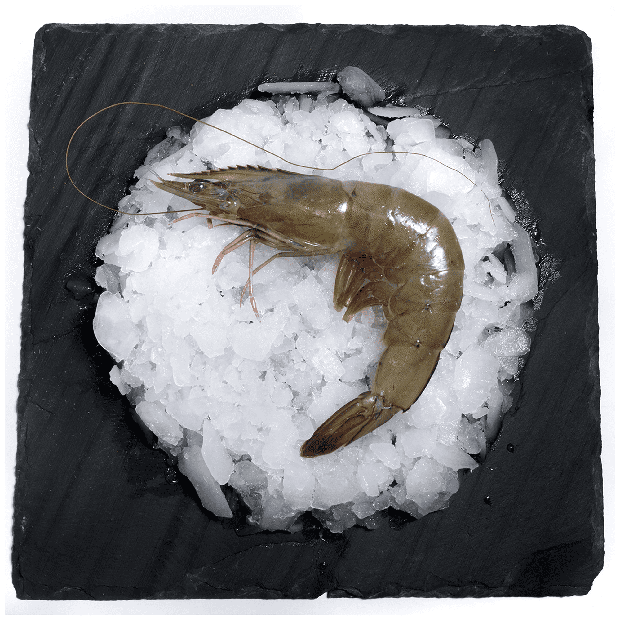 Ecuagold Frozen Raw Shrimp Head-on, 1.5 lb (14-23 Count per lb)