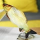 thumbnail image 2 of 1 Uds. Roy de peluche, 2 of 3