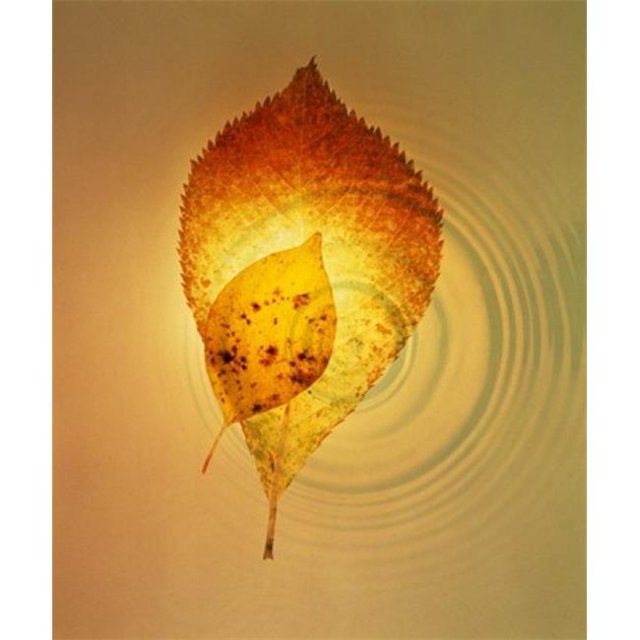 Superimposed amber leaves over circles with bright light Poster Print by - 20 x 24