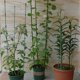 thumbnail image 2 of de Jardín de Jaula de Soporte de Escalada de Plantas s de 3x60 3 Anillos Macarena Marco de soporte para trepar enredaderas, 2 of 8