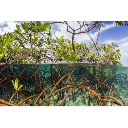 Above Water and Below Water View of Mangrove with Juvenile Snapper and Jack Print Wall Art By James (Best Way To Catch Mangrove Snapper)