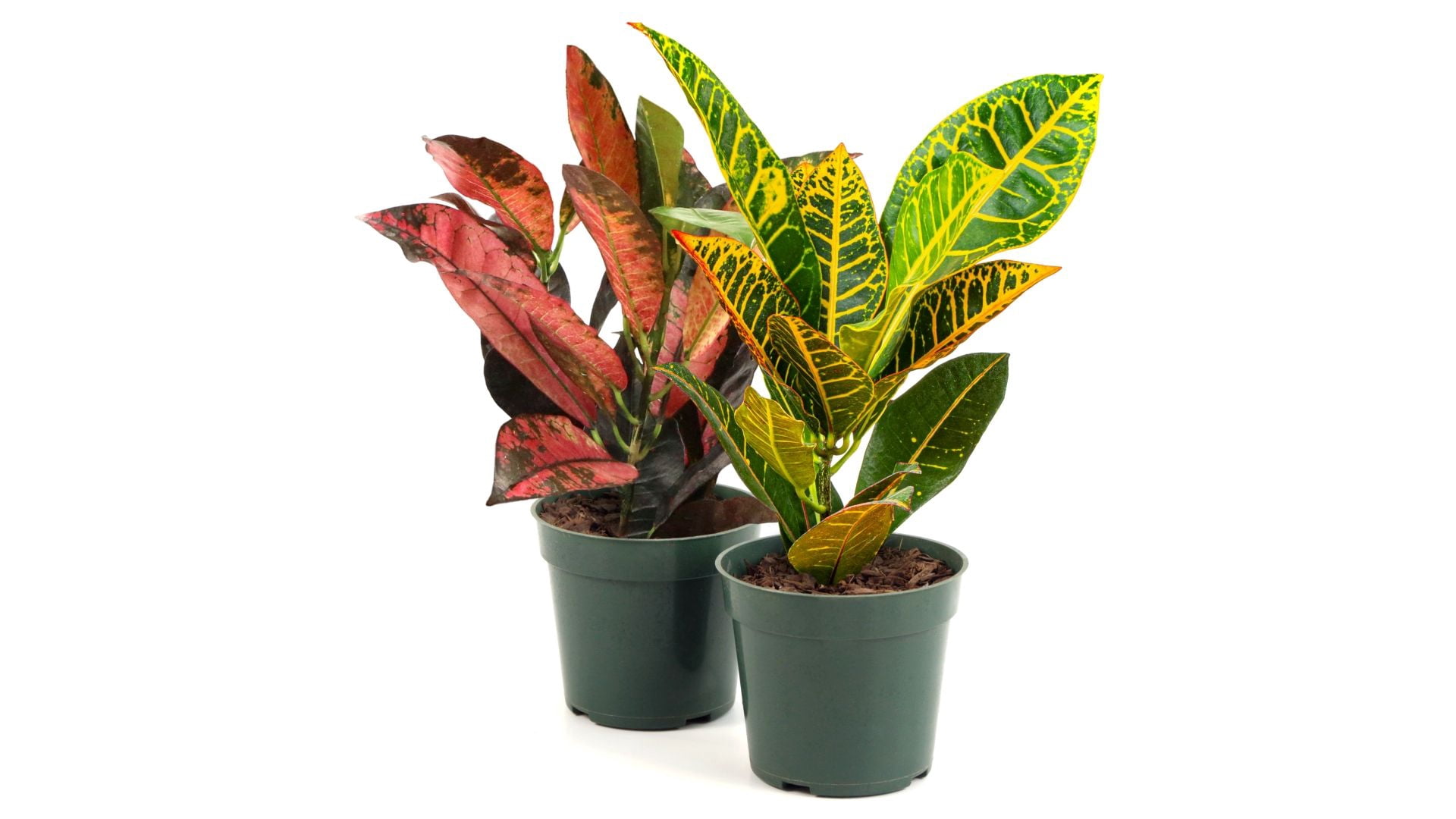 6 in Croton Petra Live Ornamental with Bright Indirect Sunlight - 2 Piece