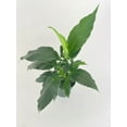thumbnail image 2 of Peace Lily 'Spathiphyllum Wallisii' - Live Air-Purifying Indoor Plant in Nursery Pot – Easy Care, Low Maintenance Houseplant for Home & Office Decor, Natural Air Cleaner, Best for Beginners (6"Pot), 2 of 6