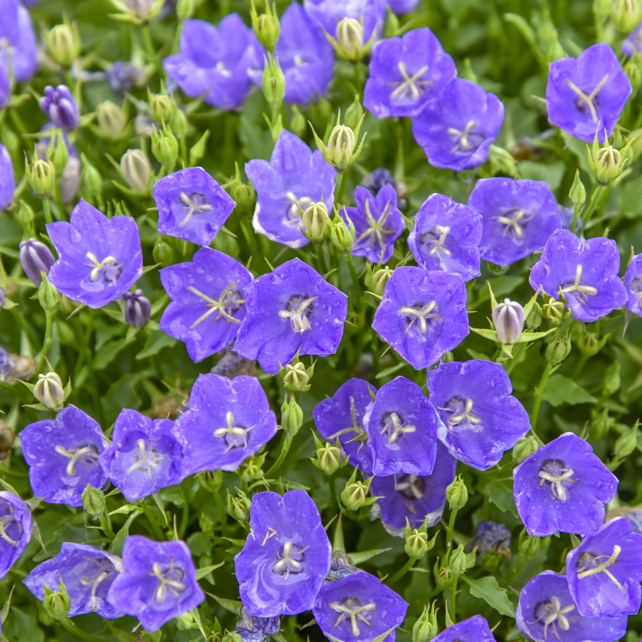 Proven Winners 6" Blue Mini Marvels Midnight Carpathian Bellflower Live Plant in 6.5" Pot