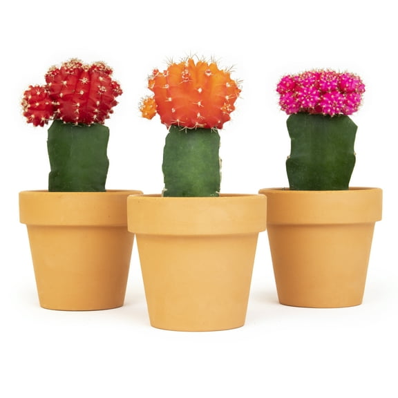Altman Plants 2.5" Multi-color Cactus Live Plants (3 Pack) with Clay Pots