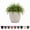 Vanilla Bean, variant on Bloem Ariana 6" Vanilla Bean Round Self-Watering Resin Planter Pot - Rolled Rim Indoor and Outdoor Gardening Planter