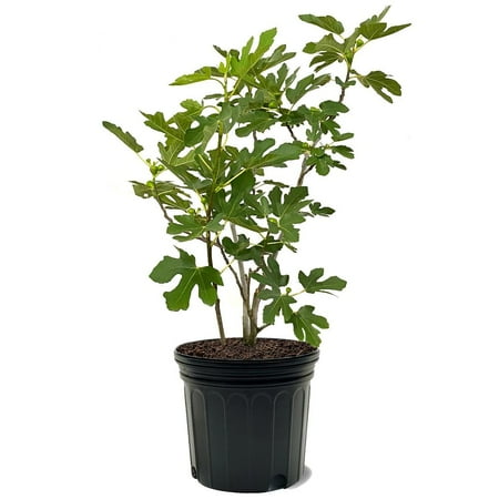 Expert Gardener 3-4 ft tall Chicago Hardy Fig Live Tree in 7-Gallon Grower Pot