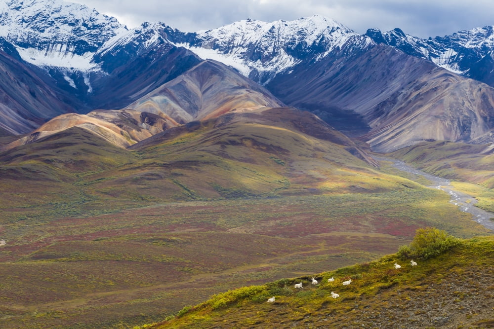Dall sheep (ovis dalli) band of rams resting on polychrome pass with view of toklat valley and alaska range denali national park and preserveAlaska united states of america Canvas Art - Michael DeYoun