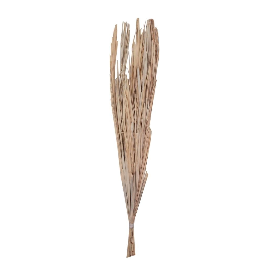 Vickerman 681176 - 25" Bleached Canna Leaf 10 pcs/Bunch (H8DAP999) Dried and Preserved Standard Plants