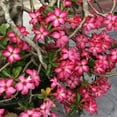 thumbnail image 6 of 1 Live Desert Rose, Pink Flowering Succulent Tree, Perennial Outdoor Plant, 6 of 7