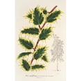 thumbnail image 2 of Charles Antoine Lemaire 11x14 Gold Ornate Wood Frame and Double Matted Museum Art Print Titled - Holly Aquifolium (1854-1896), 2 of 4